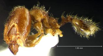 Media type: image;   Entomology 34211 Aspect: habitus lateral view